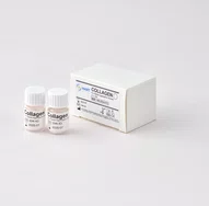 Collagen 100ug/ml